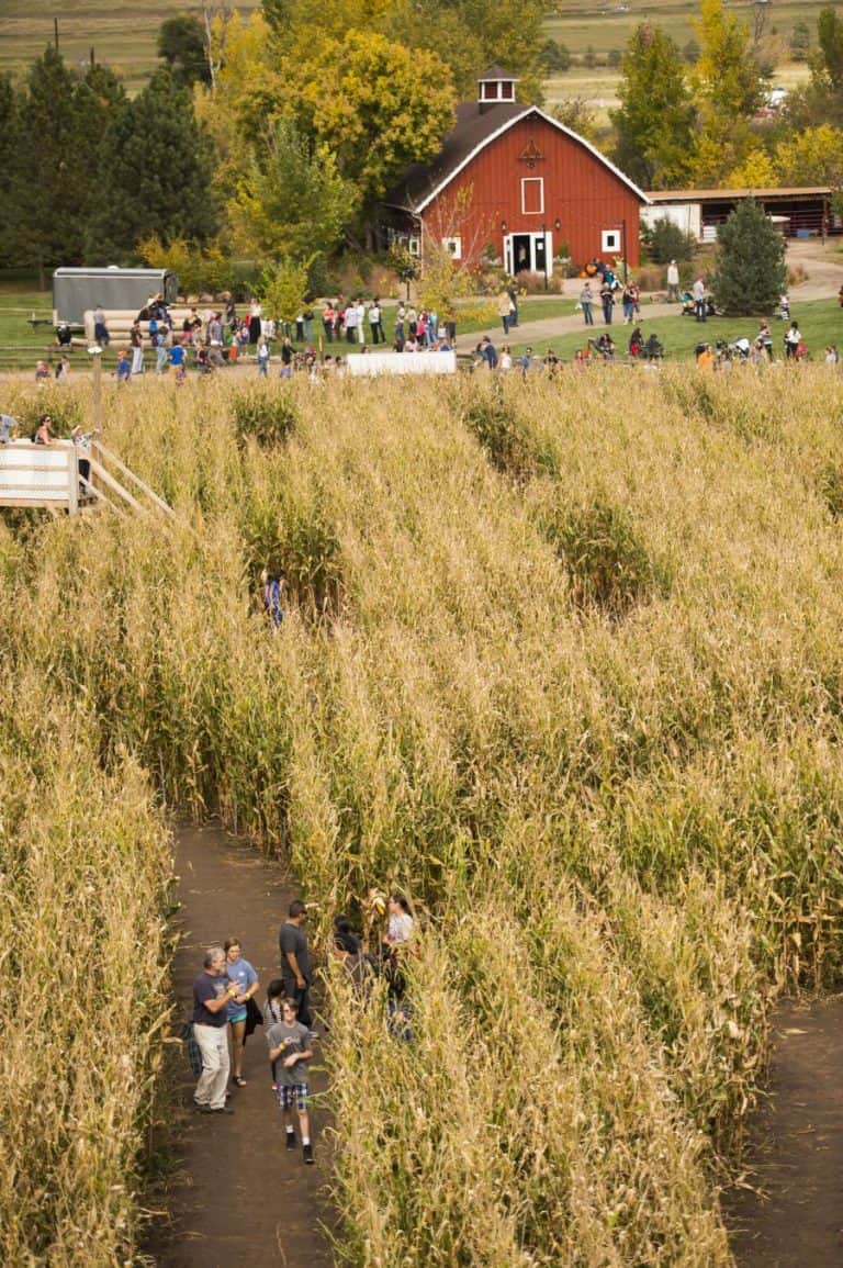 Corn Maze at Denver Botanic Gardens Chatfield Farms Mile High on the