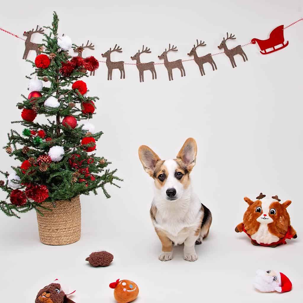 PetSmart Furry Family Members Get Free Photo With Santa Claus Mile