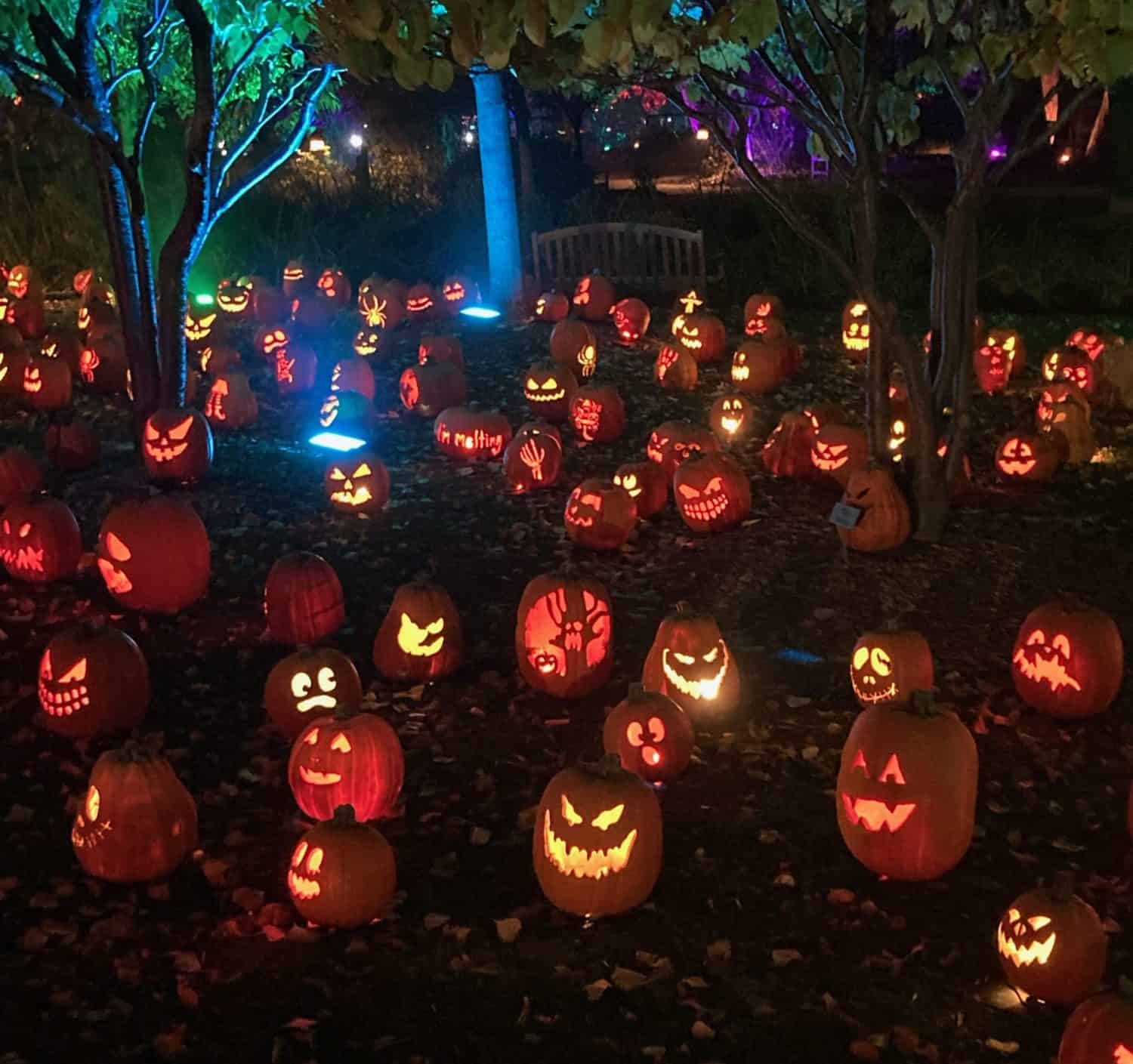 Magic Of The Jack O Lanterns Comes To Hudson Gardens Mile High On The 