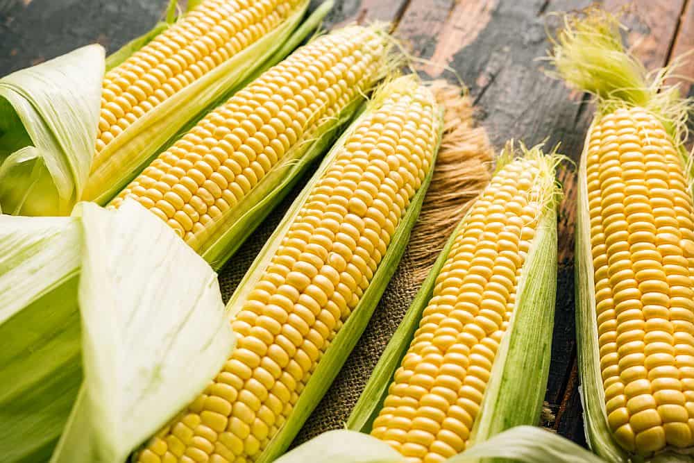 Nothing Corny About Loveland's Corn Roast Festival Mile High on the Cheap